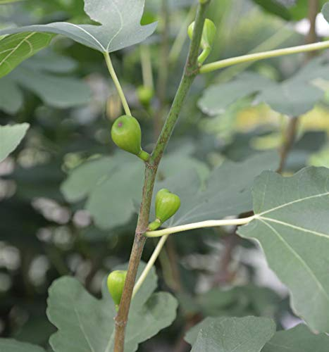 Echter Feigenbaum 80-100cm - Ficus carica - lebende Gartenpflanze aus den Baumschulen