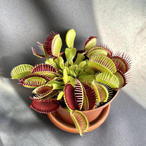 Semi di Venere acchiappamosche, semi di d'appartamento carnivora, Le perenni sono resistenti per il giardino 100pcs