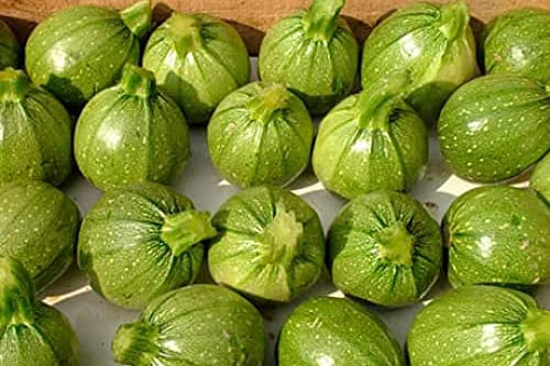 Courgette de Nice à fruits Rond 10 graines