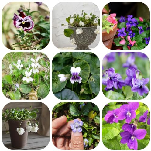 Duftveilchen samen - exotische samen wildblumensamen - Seltene pflanzen - winterharte kübelpflanzen wiesenblumen samen blumenwiese balkon deko Duftveilchen samen winterhart blumendeko 50pcs