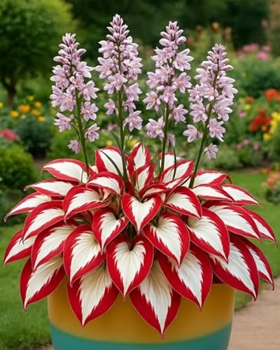 Bulbos de Hosta para maceta – Toque fresco y natural para tu espacio exterior o balcón-C-4bulbos