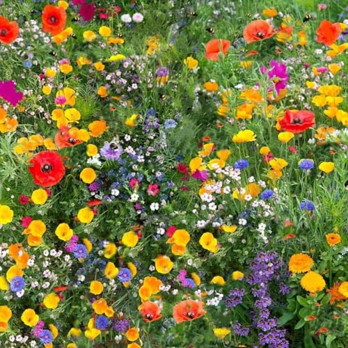 Miscuglio di Semi per Prato Fiorito, Confezione da 500 semi flowering meadow seeds