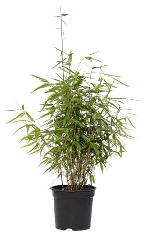 Plant in a Box - Bambou non-traçant - Fargesia nitida 'Red Dragon' - Hauteur 60-80cm - Pot 17cm - Bambou Vert