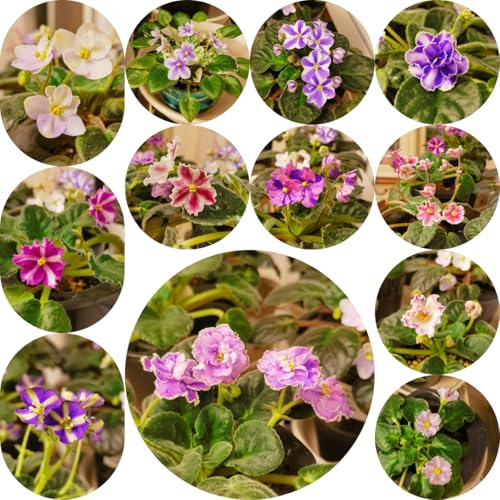 500 pcs usambaraveilchen samen - Saintpaulia ionantha - flower seeds, pflanzen für garten gastgeschenk blumensamen, balkon beet blumen balkon, bonsai samen pflanzen samen indoor,