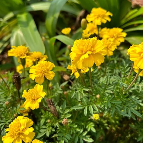 semi di tagete tagete decorazione da giardino per esterni, tappeto di calendula biologici per luoghi soleggiati resistenti all'esterno selvatici 200pcs