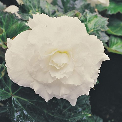 Just Seed - Flower - Begonia - Nonstop White F1-50 Pelleted Seed - Large Pack