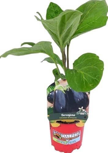 Berenjena Natural Planta para Cultivar tus Propias Berenjenas Negras de Forma Fácil y Sencilla
