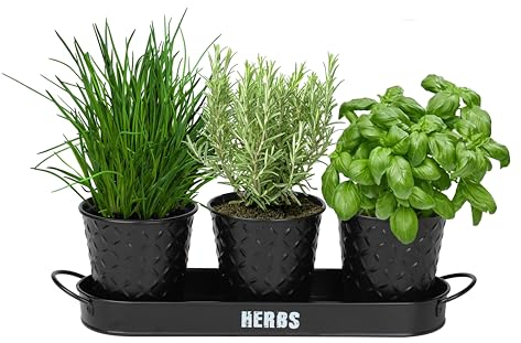 simpa 3PC Black Herb Pot Planters with Embossed Decorative Finish & Tray