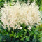 100 Stück astilbe arendsii samen astilben pflanze winterhart - Seltene Pflanzen serie - plants indoor garten winterfeste pflanzen für balkon bienenwiese saatgut bloom deko pflanze
