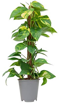 PLNTS - Scindapsus Scindapsus (Pothos) - Plante verte - Plante d'intérieur en 19 cm Pot - Hauteur 75 cm