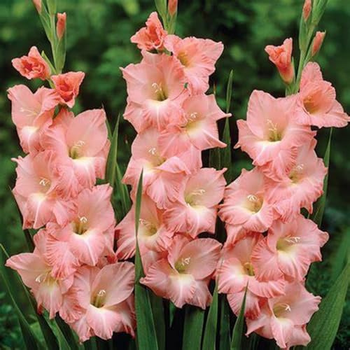 Bulbi di gladioli/miste/Radici selezionate di hosta/resistenti al freddo e alla siccità/adatte per la decorazione di giardini e balconi【NVNJHJN】-3 bulbi-C