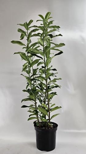 25st. Kirschlorbeer ‘Genolia’ 70-100cm ohne Topf gemessen– Prunus laurocerasus | Schmale, immergrüne Heckenpflanze | Säulenförmig, schnittverträglich & winterhart