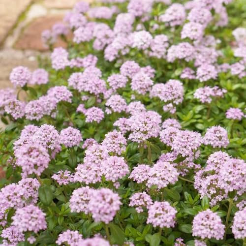 400 Pcs Sandthymian Bodendecker Winterhart Samen - Kriechender Thymian - Kräuterpflanzen, Geschenke Für Gartenfreunde Sandthymian Saatgut, Heilkräuter Samen, Garten Geschenk, Blumensamen