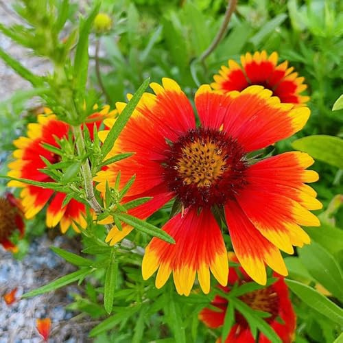 Semillas de escarapela, semillas de Gaillardia, de gaillardia Gaillardia pulchella, Las de balcón son perennes 400pcs