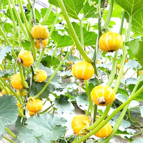 semillas de calabaza orgánicas - - Serie Raras - semillas de calabaza para oficina invierno ornamentales balcón perennes resistentes cocina 66pcs