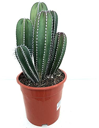 Garden Center Shop | Marginatocereus marginatus M17 45 cm | Cactus Órgano Columnar Origen México | Follaje Verde-Azulado y Espinas Decorativas | Ideal Jardín Xerófilo, Terraza y Interior Luminoso