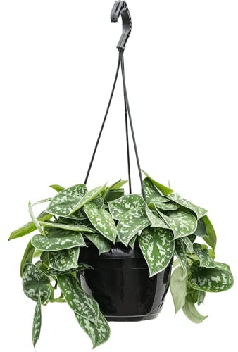 Satin Pothos SCINDAPSUS PICTUS argyraeus | Devils Ivy | Easy Care Trailing Indoor House Plant in Hanging Pot