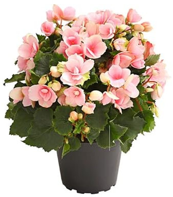DECOALIVE 8436606536308 - Begonia × Hiemalis Planta Natural con Flores Rosas