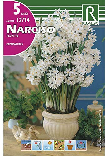 Bulbos de narciso tazzeta paperwhites (bolsa 5 bulbos)