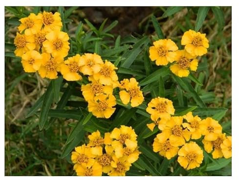 PREMIER SEEDS DIRECT - HERB Mexican Mint/Tarragon/Sweet MACE - 0.5 GRAM Approx 500 Seeds