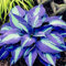 SEMI di pianta Hosta freschi 200pcs generici per piantare verde blu
