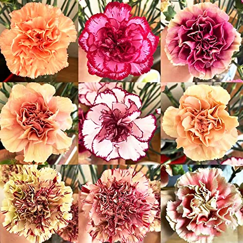 250 Stück nelken samen winterhart mehrjährig bartnelken Nelke - Seltene Pflanze serie - mix garden zimmerbonsai bonsai exotische pflanzen topf dekoration wohnzimmer zimmerpflanze