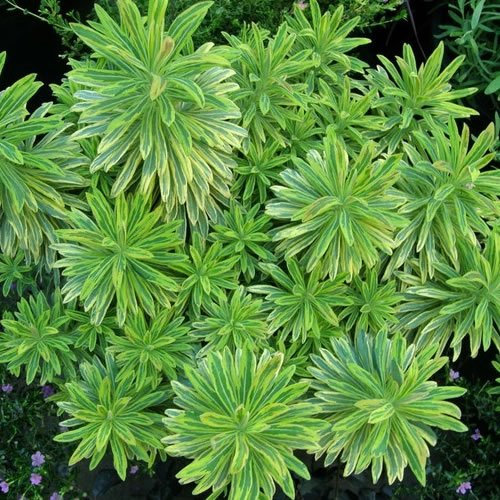 GardenersDream Euphorbia Ascot Rainbow Plant - Colorful Garden Ready Perennial Plants in Pot - Healthy Flowering Shrub - All Year Round Outdoor Plant for Gardens, Fences, and Patios