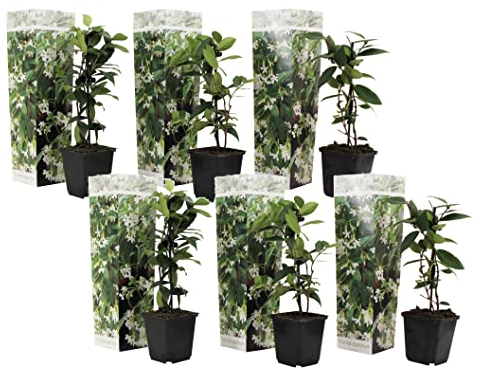 Plant in a Box - Trachelospermum jasminoides - Set de 6 - Jasmin plante etoile grimpant - Fleurs blanc - Pot 9cm - Hauteur 25-40cm