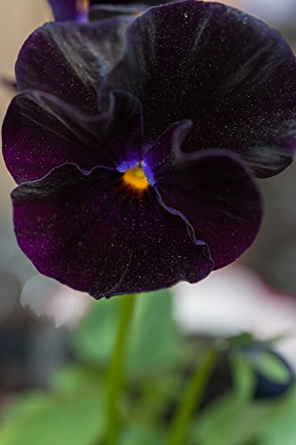 Stiefmütterchen Blacky 20 Samen, Viola Crystal Black