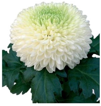 JARDIN202 - Crisantemo Uniflor | Flor Natural | Ramo de 10 tallos | Perfecta para el día de los santos | Boris Becker Blanco