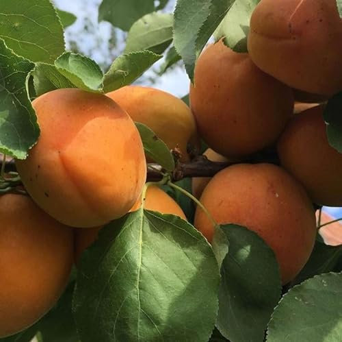 Albicocco Bella D?Imola. Garden Talamonti.