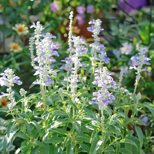 Semi di salvia, da giardino Semi di Salvia japonica, selvatiche 50pcs