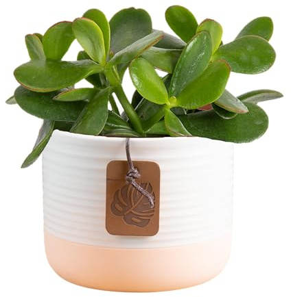 Costa Farms Succulent Plant, Live Jade Plant, Potted in Cute Decor Plant Pot with Potting Soil Mix, Room and Plants Home Decor, Housewarming, Birthday Gift, 6-8 Inches Tall