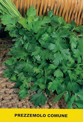 Semi di Prezzemolo Comune - Varietà Profumata e Precoce - 6 g (circa 2000 Semi) - Rustico e Resistente al Gelo - Ideale per Orto, Vaso e Balcone