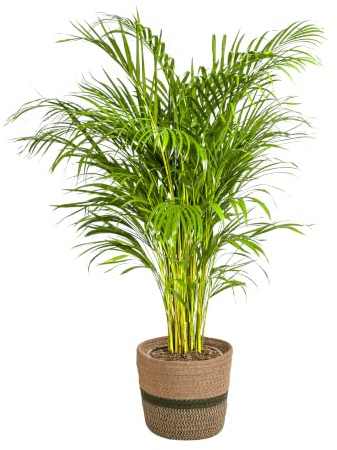 Dypsis Areca Lutescens - Palmera de frutas doradas con cesta, altura 120-140 cm, diámetro de 24 cm