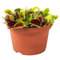 Verdecora Dionaea Muscipula - Venus atrapamoscas - Planta carnivora de interior en maceta de Ø13cm