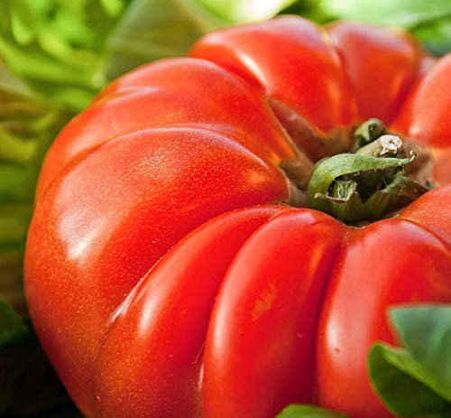 30 Graines de Tomate Marmande - légume ancien jardin potager - semences paysannes reproductibles - SemiSauvage