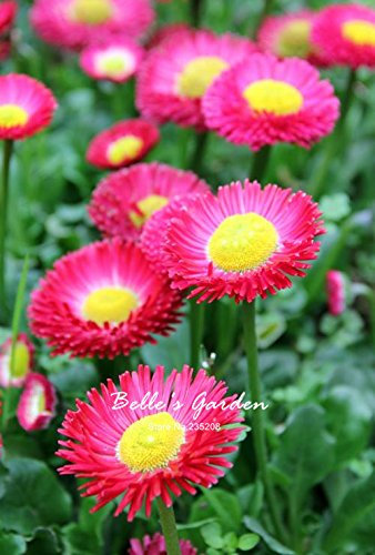 100 pezzi multicolori variété Margherita Semi plante résistante 'is Tasso' semi di margherita fleur ésotique Semi ornementale fleur 08