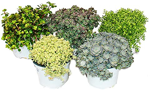 5 verschiedene Winterharte Sedum-Pflanzen - Fetthenne - abwechslungsreiches Farbspiel