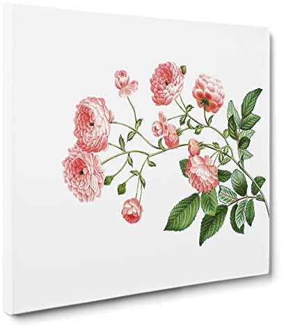Rambler Roses by Pierre Joseph Redoute Canvas Print | Gallery Wrapped 30mm Frame Wall Art | 14x14 inches | Ready to Hang | Retro Floral Picture | Living Room Bedroom Lounge Office