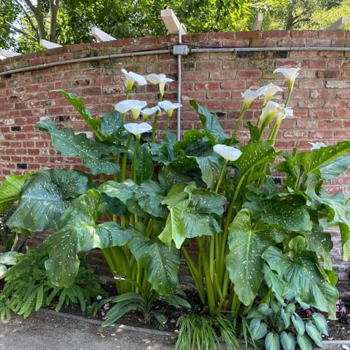 Gigli di calla resistenti in vaso da balcone decorazione soggiorno autunnali, resistenti, decorazioni da giardino per esterni di precoci 2bulbi