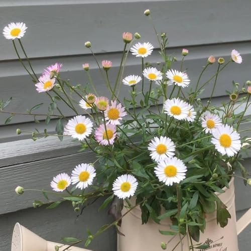 Semi di margherita spagnola, semi di Erigeron karvinskiano, semi da giardino decorazione floreale biologici 300pcs