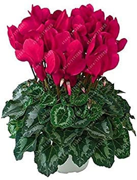 Seeds 20 Pcs/Bag Cyclamen Flower, Beautiful Bonsai Flower Seeds for Home Garden Seeds Pot Natural Growth Cyclamen Seeds Kids Love It 3: Only Seeds