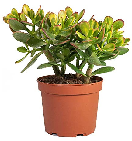 Planta de Jade Crassula Ovata Árbol de Jade Planta Suculenta de Interior y Exterior