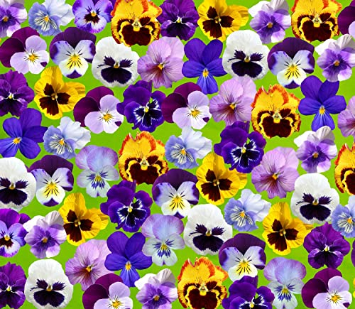 Horn-Veilchen Bambini Mix - Viola cornuta - 50 Samen