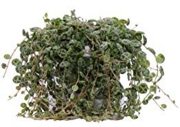 Pianta di Peperomia Prostrata pianta da interno pianta tropicale pianta ricadente di Peperomia pianta ornamentale pianta vera di Peperomia pianta succulenta venduta da eGarden.store