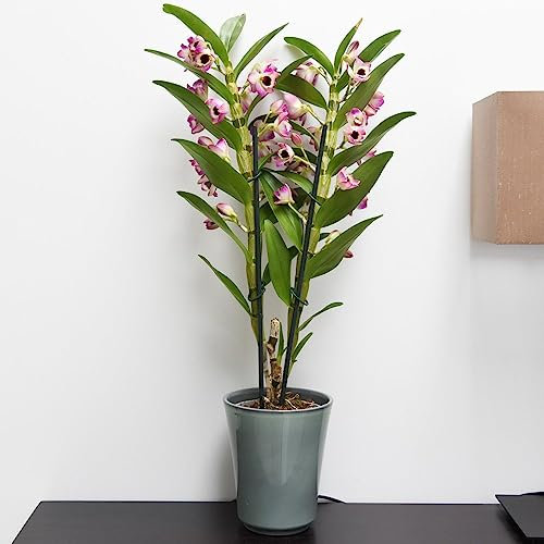 Dendrobium nobile 'Sunny Eye' Orchid - Enchanting Beauty for Modern and Traditional Interiors – 1 x 12cm Pot by Thompson and Morgan