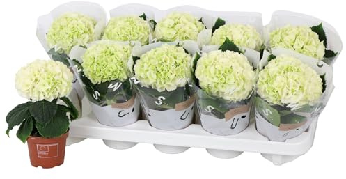 Hortensia Blanca Planta Natural con Flores Exóticas y Llamativas