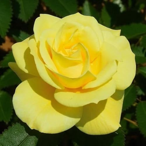 Carbeth Plants Friesia Rose in 3L Pot - Bright Yellow Fragrant Floribunda Rose - Hardy & Repeat Flowering - Ideal for Borders, Pots & Cottage Gardens