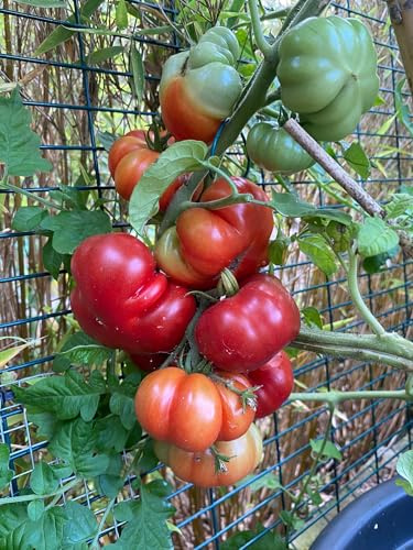 Lot de 10 graines de tomate Ficarazzi